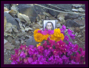 Babaji flower pitam